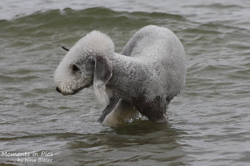 2010-06-26 Arc-en-ciel Arlequin (27).jpg